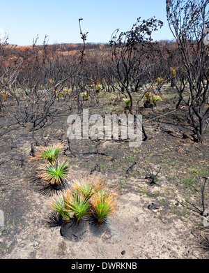 neues Leben nach Bushfire Black Boys, die Wirkung des Feuers und neues Leben zwei Wochen nach dem Brand Stockfoto