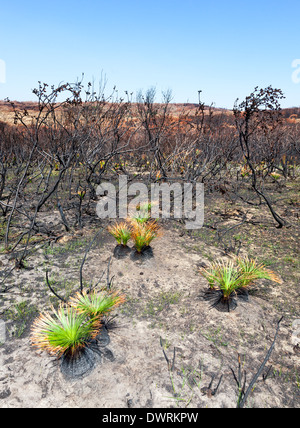 neues Leben nach Bushfire Black Boys, die Wirkung des Feuers und neues Leben zwei Wochen nach dem Brand Stockfoto