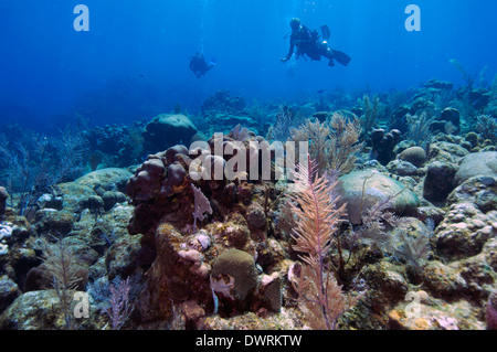 Taucher über das Riff in Roatan, Honduras. Stockfoto