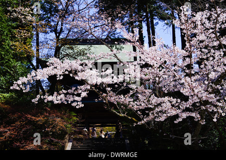 Somon Tor der Engaku-Ji-Tempel in Kamakura Saison Cherry Blossom, Japan Stockfoto