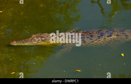 Krokodile auf der Farm in Australien, wo sie für ihre Häute und Tourismus gezüchtet werden Stockfoto