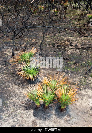 Regeneration nach Brand bei Catherine Hill Bay Oktober 2013 Stockfoto
