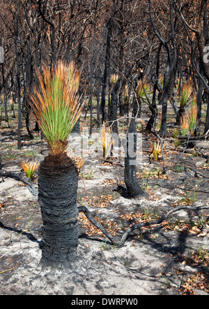 neues Leben nach Bushfire Black Boys, die Wirkung des Feuers und neues Leben zwei Wochen nach dem Brand Stockfoto