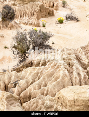 Lake Mungo ist ehemaliger Binnensee bedeckt jetzt in seltsamen Gebilden. Stockfoto