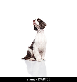 Springer Spaniel vor weißem Hintergrund Stockfoto