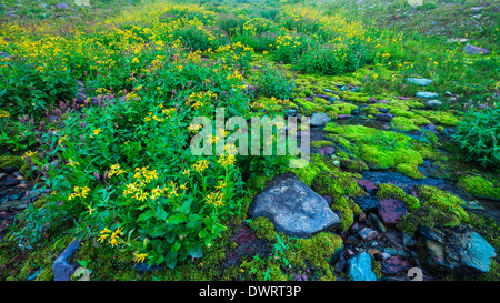 Wildblumen auf Logan Pass, Glacier National Park, Montana USA Stockfoto