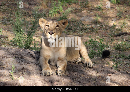 Indische Löwen Stockfoto
