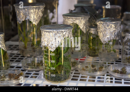 Pflanzen in den Reagenzgläsern. Biotechnologie-Labor der südsibirischen Garten. Altai Landesuniversität Stockfoto