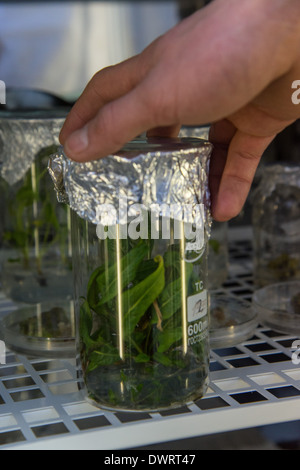 Pflanzen in den Reagenzgläsern. Junge Wissenschaftler im Labor Bioengineering der südsibirischen Garten. Altai Landesuniversität Stockfoto