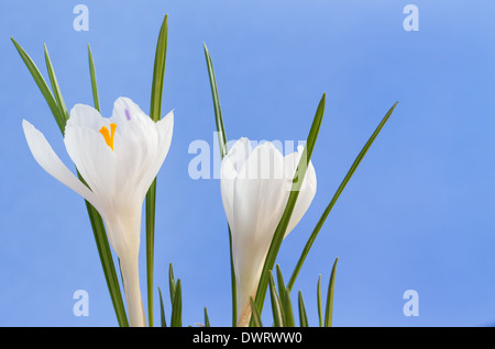 Schließen Sie herauf Bild von zwei weißen Krokusblüten auf blauem Hintergrund Stockfoto