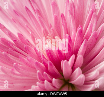 Rosa Chrysanthemenblüte hautnah Stockfoto