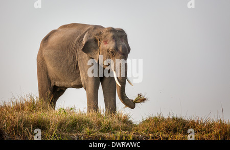 Indischer Elefant (Elephas maximus indicus) Ernährung Kaziranga National Park, Assam, Indien Stockfoto