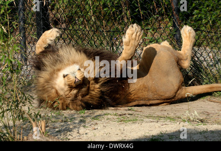 Close-up ein reifer Löwe (Panthera Leo) im Zoo-Einstellung auf den Rücken Rollen Stockfoto