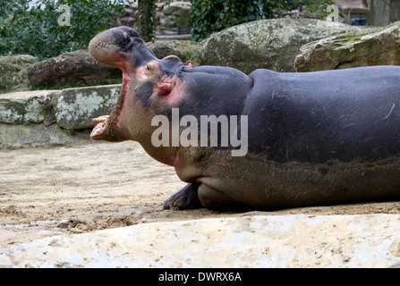 Brüllen Flusspferd (Hippopotamus Amphibius) Nahaufnahme Stockfoto