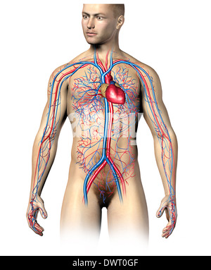 Mann menschlichen Herz-Kreislauf-System, Oberteil. Realistische Körper überlagert. Auf weißem Hintergrund, Clipping-Pfad enthalten. Stockfoto