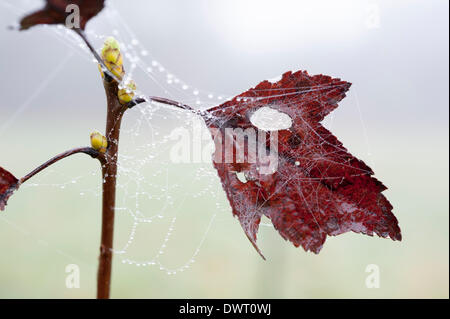 Willingham Gemeinschaft Orchard, Cambridgeshire, Großbritannien. 13. März 2014.  Tautropfen verursacht durch dichten Nebel deckt neue Blumen und schießt in Willingham Gemeinschaft Orchard Cambridgeshire. Nebel fallen viel des Vereinigten Königreichs heute während ein Zauber von warmen Tagen und kalten Nächten und die Feder, die Bedingungen festgelegt sind, weiterhin im Laufe der Woche.  Willingham Gemeinschaft Obstgarten gepflanzt wurde von Freiwilligen im November 2013 nach Erhalt Mittel zur Erhöhung der Zahl der Bäume in der Umgebung und die Umwelt zu verbessern. Dies ist der erste Frühling für den Obstgarten. Kredit Julian Eales/Alamy Live-Nachrichten Stockfoto