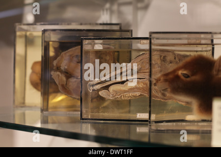 Grant Museum für Zoologie und vergleichende Anatomie, University College London (UCL) Stockfoto