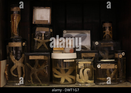 Grant Museum für Zoologie und vergleichende Anatomie, University College London (UCL) Stockfoto