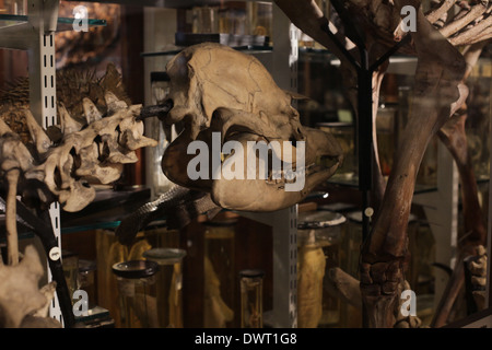 Grant Museum für Zoologie und vergleichende Anatomie, University College London (UCL) Stockfoto