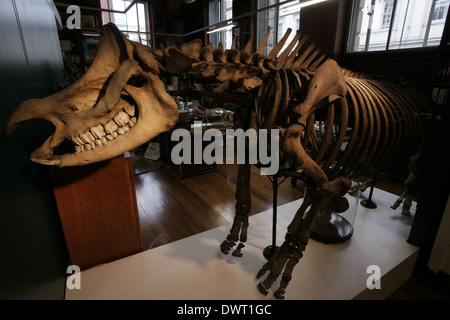 Grant Museum für Zoologie und vergleichende Anatomie, University College London (UCL) Stockfoto