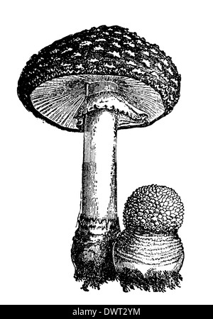 Fliegenpilz Stockfoto