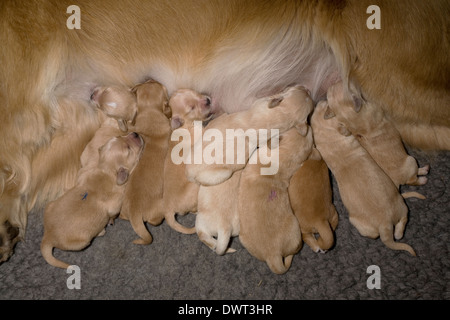 Eine Woche alte golden Retriever Welpen zu säugen, von ihrer Mutter auf Bett aus Polyester Pelz Stockfoto