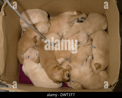 Golden Retirever Welpen im Karton auf einander und einem elektrisch beheizten Block liegend Stockfoto