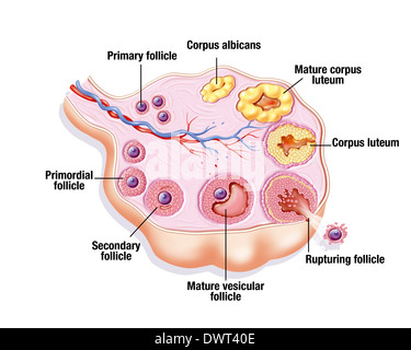 Ovariellen Zyklus, Zeichnung Stockfoto