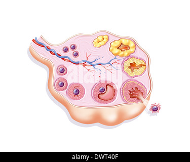 Ovariellen Zyklus, Zeichnung Stockfoto