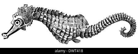 Seepferdchen Stockfoto