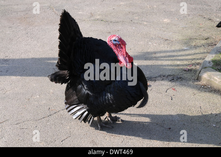 Türkei auf einer Farm in West Sussex, England Stockfoto