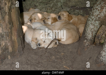 Fünf Wochen alten golden Retriever Welpen müde nach dem Mittagessen kuscheln Wand hinter Bäumen an einem Sommernachmittag Stockfoto