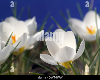 Weiße Krokusse erschossen auf blauem Hintergrund Stockfoto