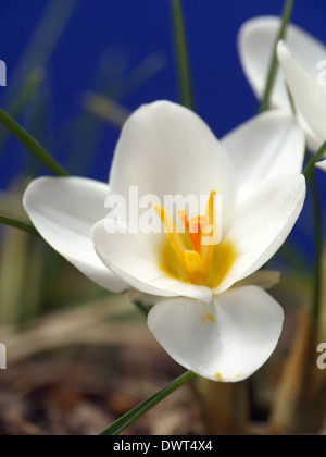 Weiße Krokusse erschossen auf blauem Hintergrund Stockfoto