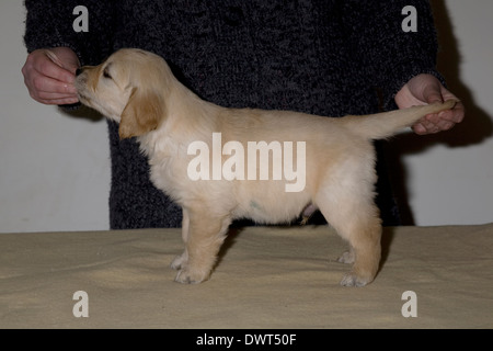 Mallory, Yorkbeach goldenen Seelord, 6 Wochen alten männlichen golden Retriever Welpe steht für Handler auf einer Decke, die auf einem Tisch befindet sich Stockfoto