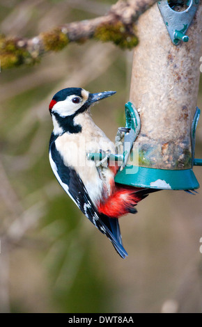 Great Spotted Woodpecker männlich am Futterhäuschen Stockfoto