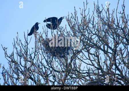 Zwei Türme auf ihrem Nest rief ihr Eigentum Stockfoto