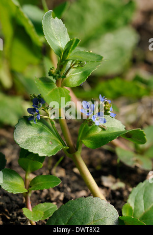 Bachbungenehrenpreis - Veronica beccabunga Stockfoto