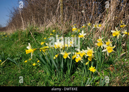 Wilde Narzissen - Narcissus Pseudonarcissus wächst in einem Feldrand mit kleinen Schöllkraut - Ranunculus Ficaria Stockfoto