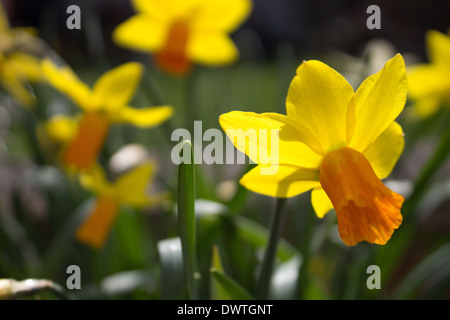 Narzisse Stockfoto