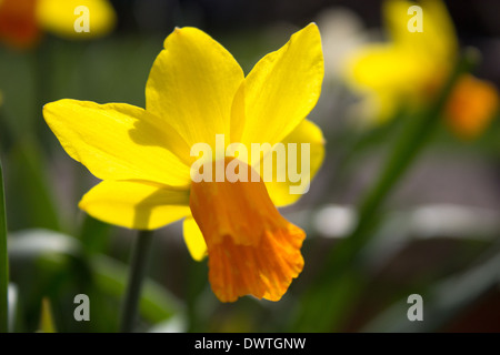 Narzisse Stockfoto