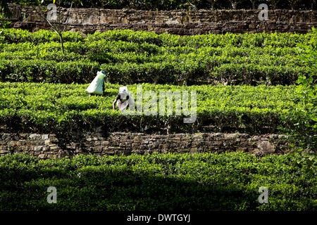 Teepflückerinnen zupfen Blätter auf Plantage in Maskeliya, Sri Lanka Stockfoto
