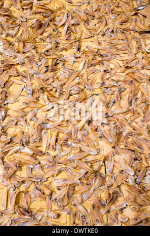 Getrockneter Fisch zum Verkauf der Insel Phu Quoc Stockfoto