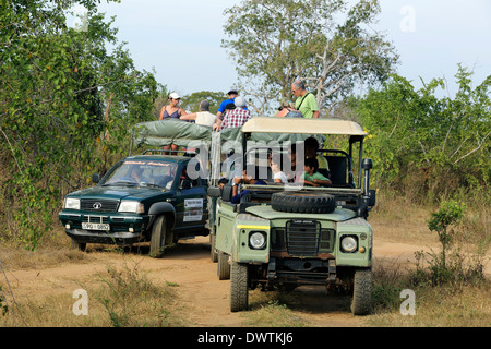 Safari-Jeeps voller Touristen im Udawalawe-Nationalpark in Sri Lanka Stockfoto