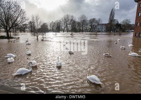 Schwäne schwimmen auf Hochwasser im Stadtzentrum von Worcester, UK. Den Fluss Severn traten seine Ufer nach starkem Regen. Stockfoto