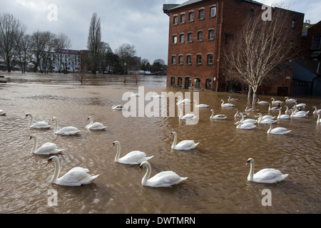 Schwäne schwimmen auf Hochwasser im Stadtzentrum von Worcester, UK. Den Fluss Severn traten seine Ufer nach starkem Regen. Stockfoto