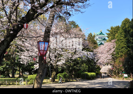 Blühende Kirschblütenbäume mit japanischem Schloss im Hintergrund. Frühling in Japan. Stockfoto