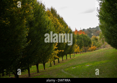 Allee der Bäume Stockfoto