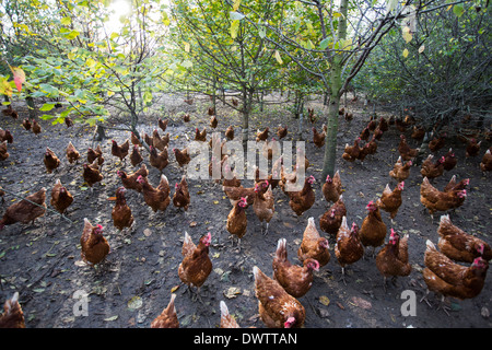Freilaufenden Hühnern auf einem Bauernhof in Leicestershire, Großbritannien Stockfoto