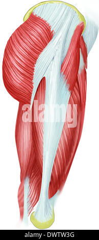 Muskel Oberschenkel zeichnen Stockfoto